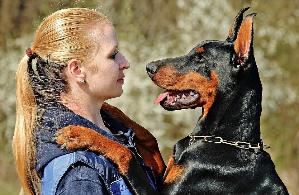 https://cdn.pixabay.com/photo/2018/01/28/06/21/doberman-3112893_960_720.jpg