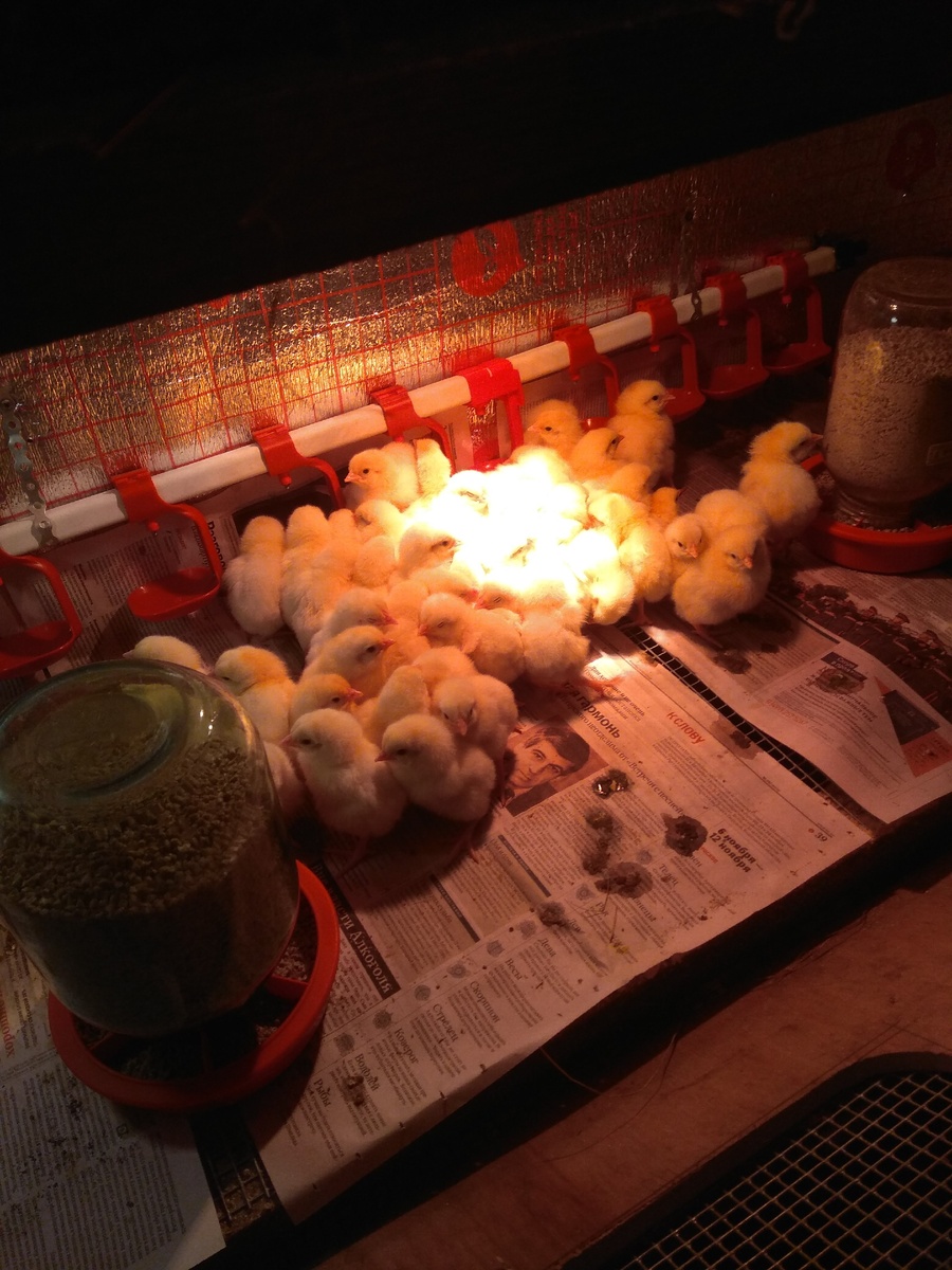 Новые поселенцы