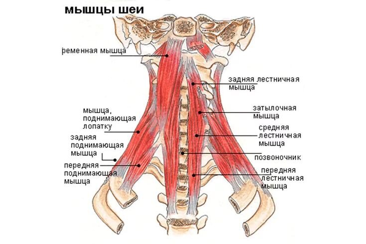 Боли в мышцах шеи и воротниковой зоны