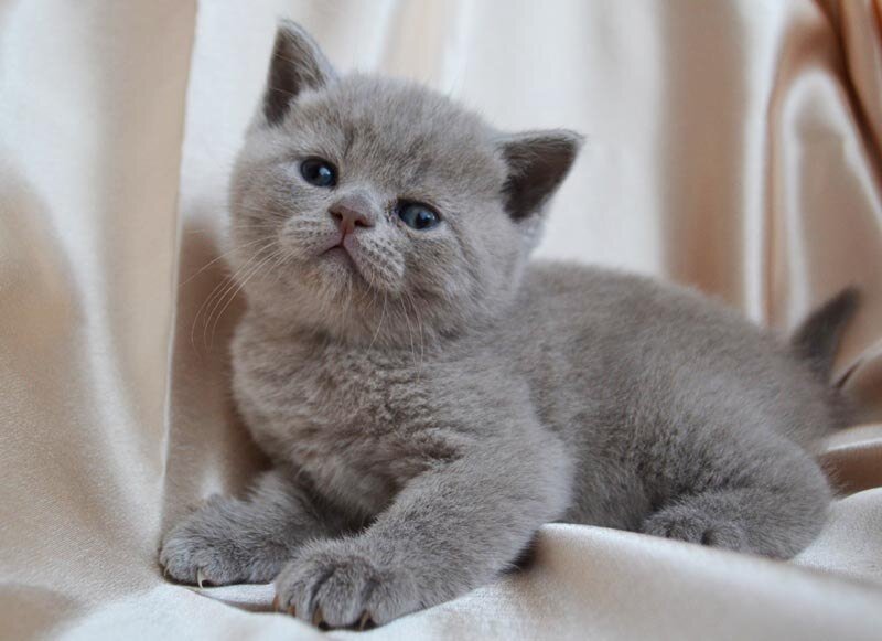 Британский котёнок