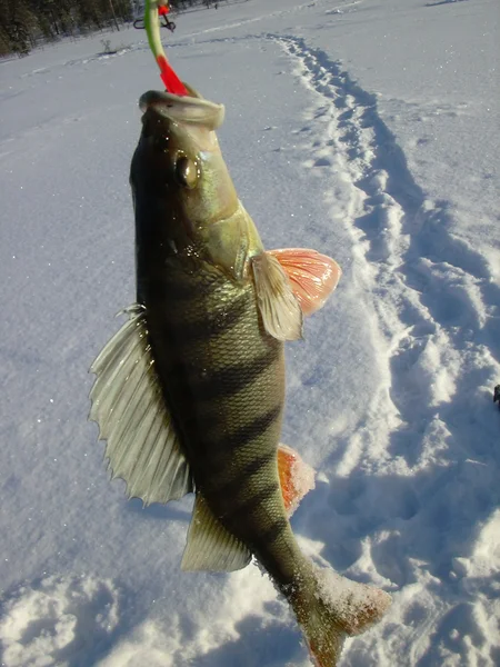 Красавец окунь. Фото из личного архива.