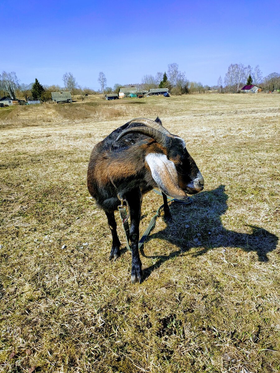 Молочных дел мастер))