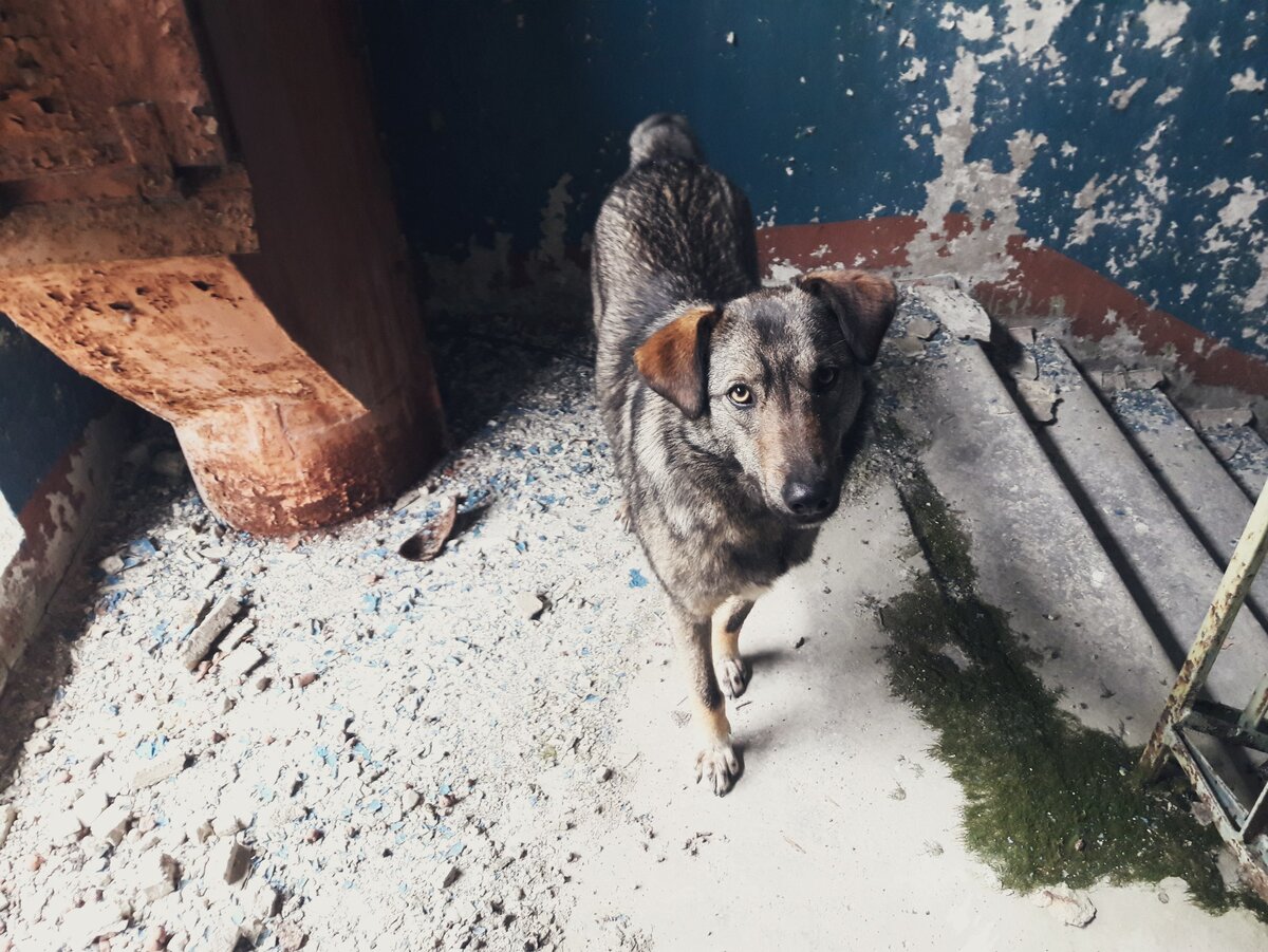 Чернобыль зона отчуждения собака