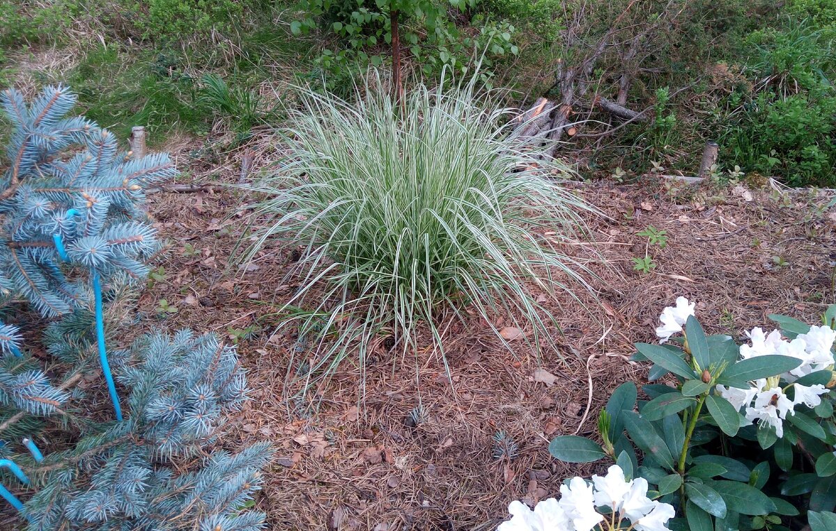 Вейник остроцветковый "Овердам" Calamagrostis acutiflora 'Overdam' в моем саду в пригороде Петербурга в мае