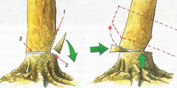 Согласно технологии валки леса с помощью треугольного подпила необходимо стать со стороны дерева, в которую оно будет падать вследствие реализации работ. Технология валки леса заключается в горизонтальном подпиле дерева с этой стороны при помощи бензопилы на треть толщины ствола. После этого нужно совершить еще один подпил чуть выше первого под углом примерно 45° сверху вниз. Следовательно, нужно выполнить треугольный подпил. После этого нужно стать с противоположной стороны дерева. Здесь нужно совершить второй горизонтальный подпил на 10 см выше первого. Его нужно сделать почти до точки соединения первых двух пропилов. Стоит оставить целыми примерно 10% древесины от всей толщины ствола. Эта нетронутая часть называется шарнир. Именно он держит ствол в вертикальной плоскости, пока тот не начнет валиться.