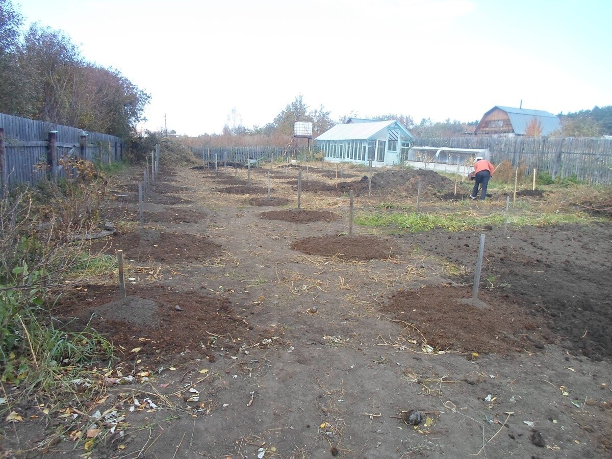 Посадка саженцев на пологие холмы