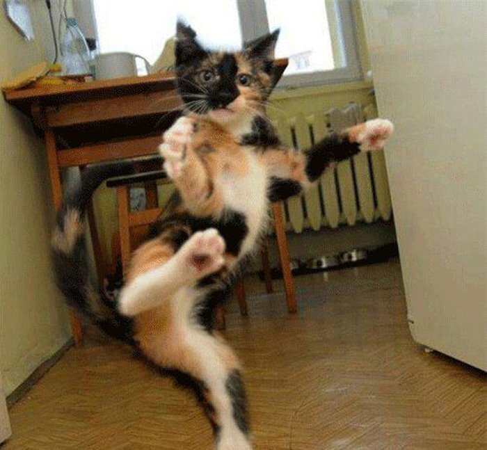 Кот каратист 