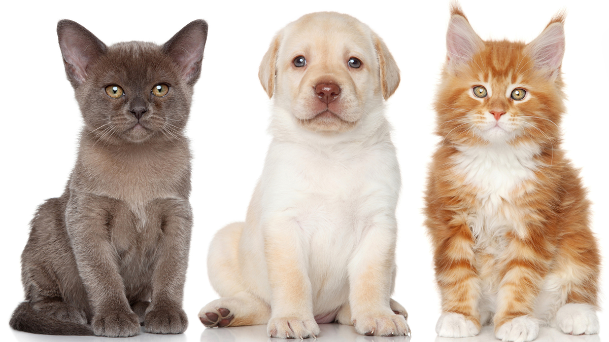 Кого же выбрать?