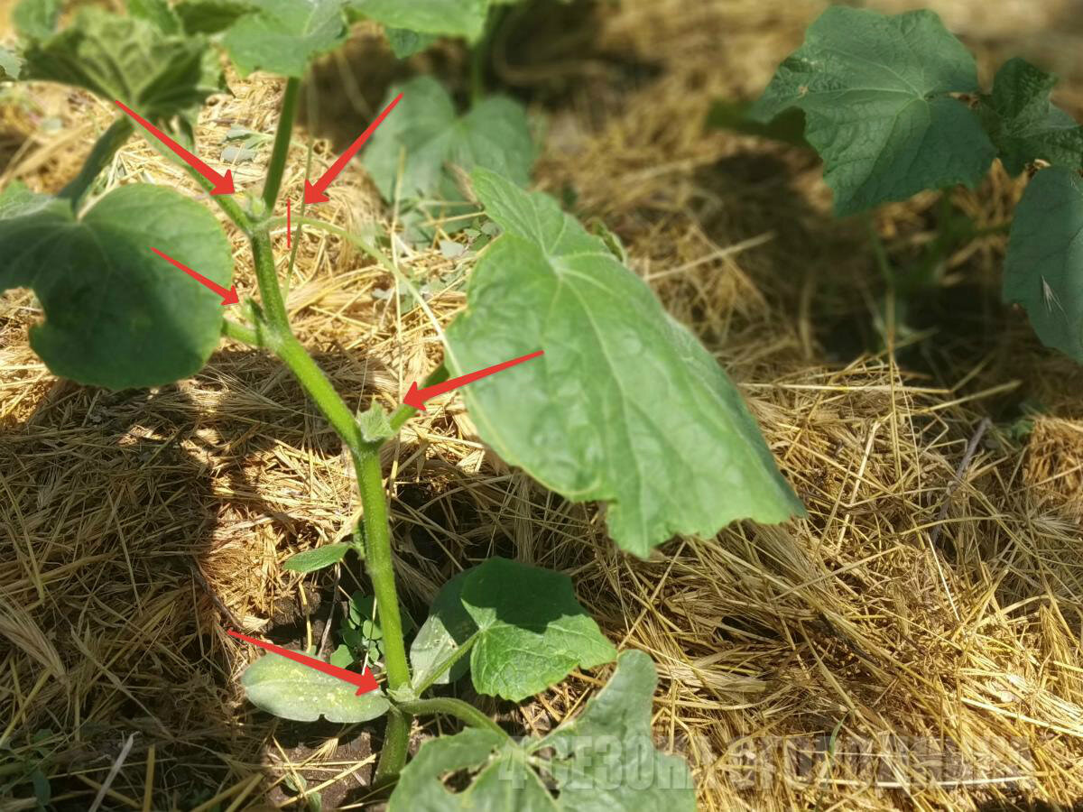 Пасынки у огурцов фото