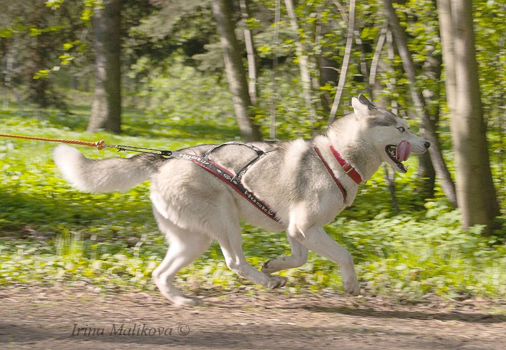 Фото из свободных бесплатных источников.