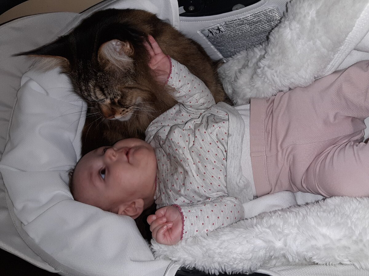 Девочка и кот