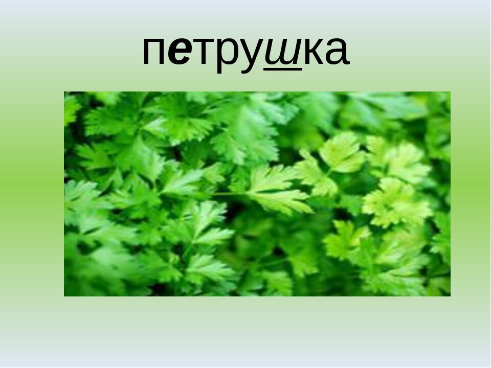 Петрушка картинка для детей