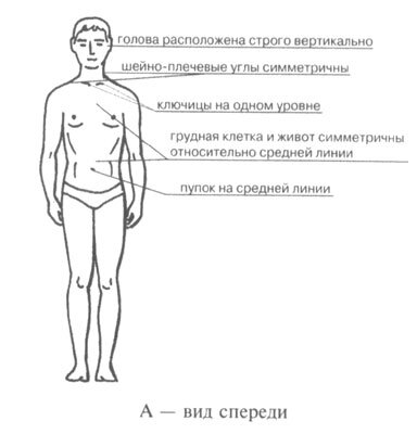 Рациональная осанка во фронтальной плоскости