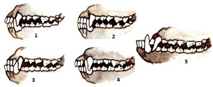 1. ножницевидный (нормальный); 2.  клещеобразный (или прямой);
3. перекус; 4. недокус; 5. бульдогообразный (разновидность перекуса) 