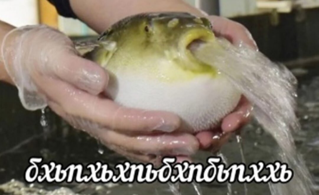 бхьпхьхпбхпбьпххь