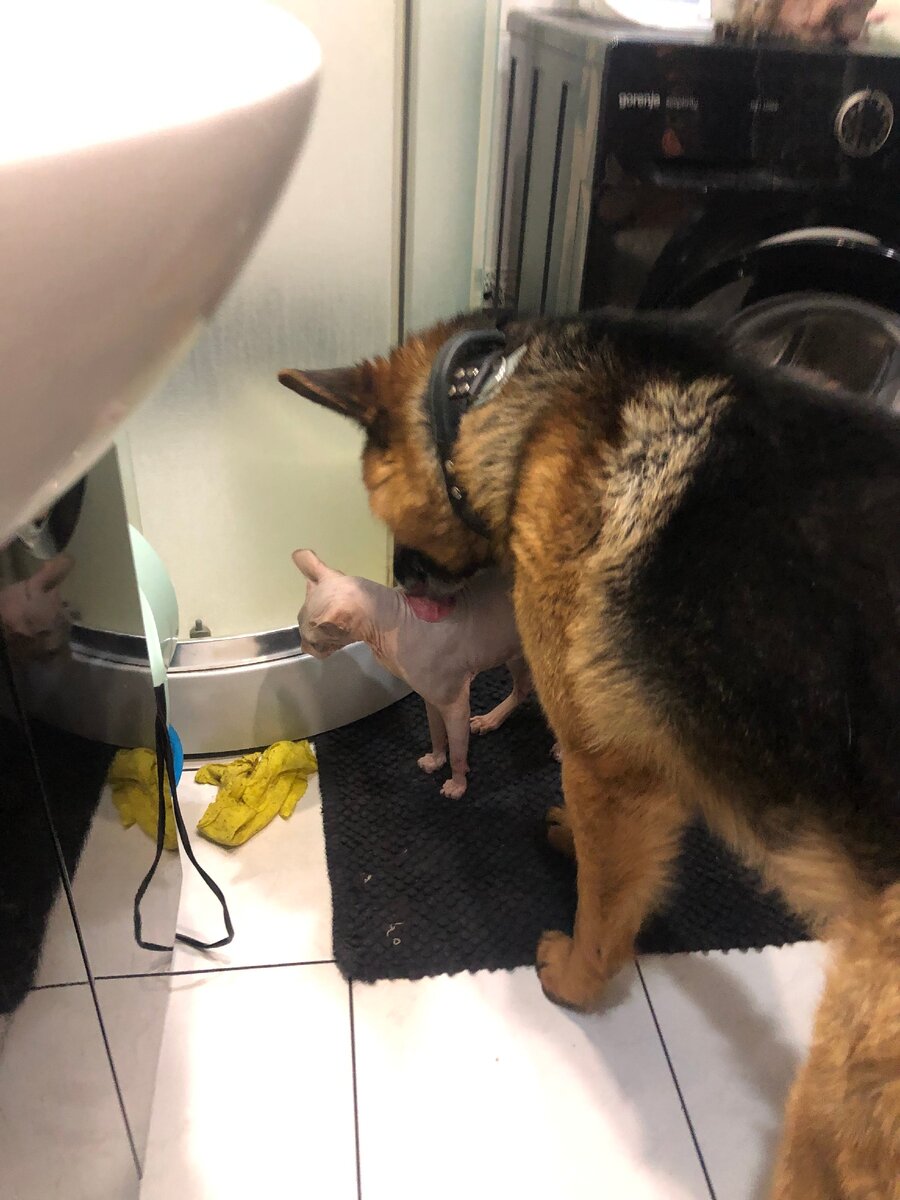 Жан облизывает Доби в честь знакомства :) 