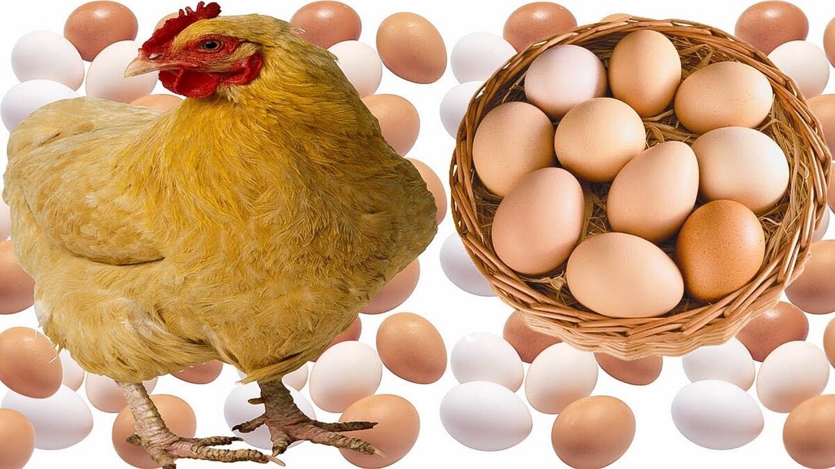 Несушки сколько яиц в день. Курица. Куры и яйца. Курочка с яичками. Яйцо куриное.