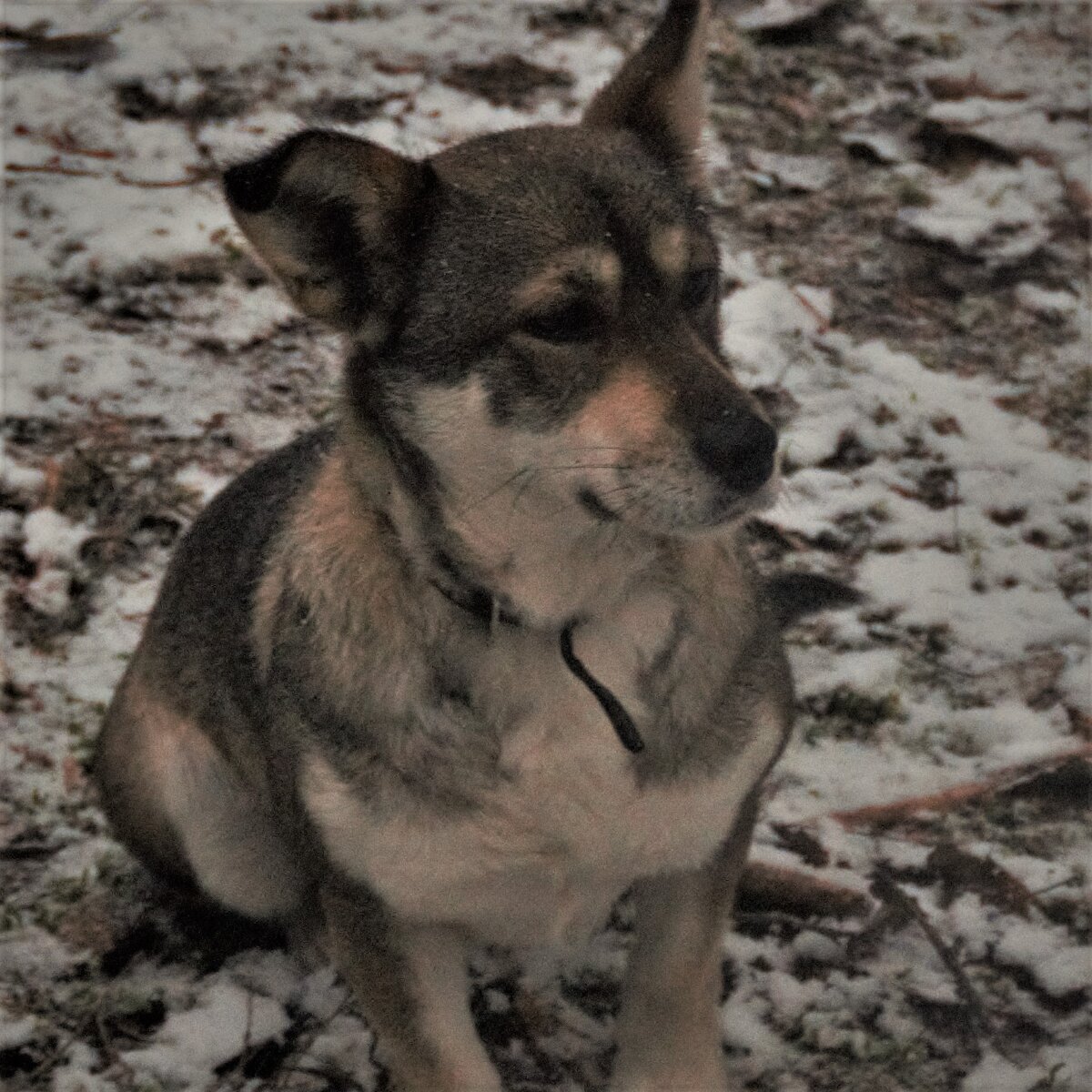 Спутница в походах - маленькая и отважная