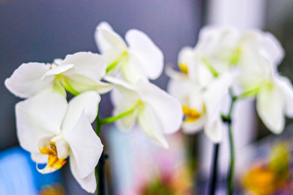 Орхидея. Фото автора, 2020.