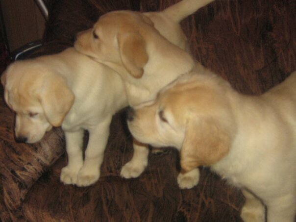 Семейная лабро-банда