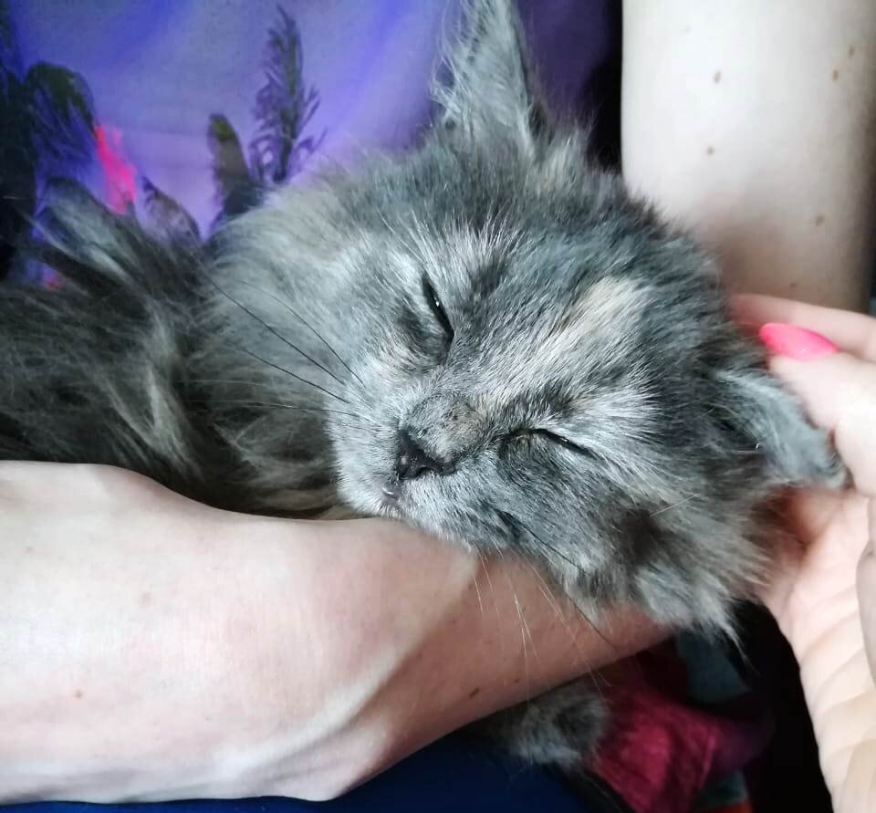 Новый член котпрофа Эва принимает поздравления