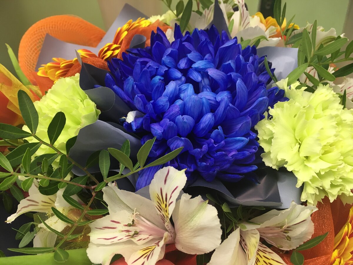 В этом букете хризантемы покрашены в синий и желтый цвет