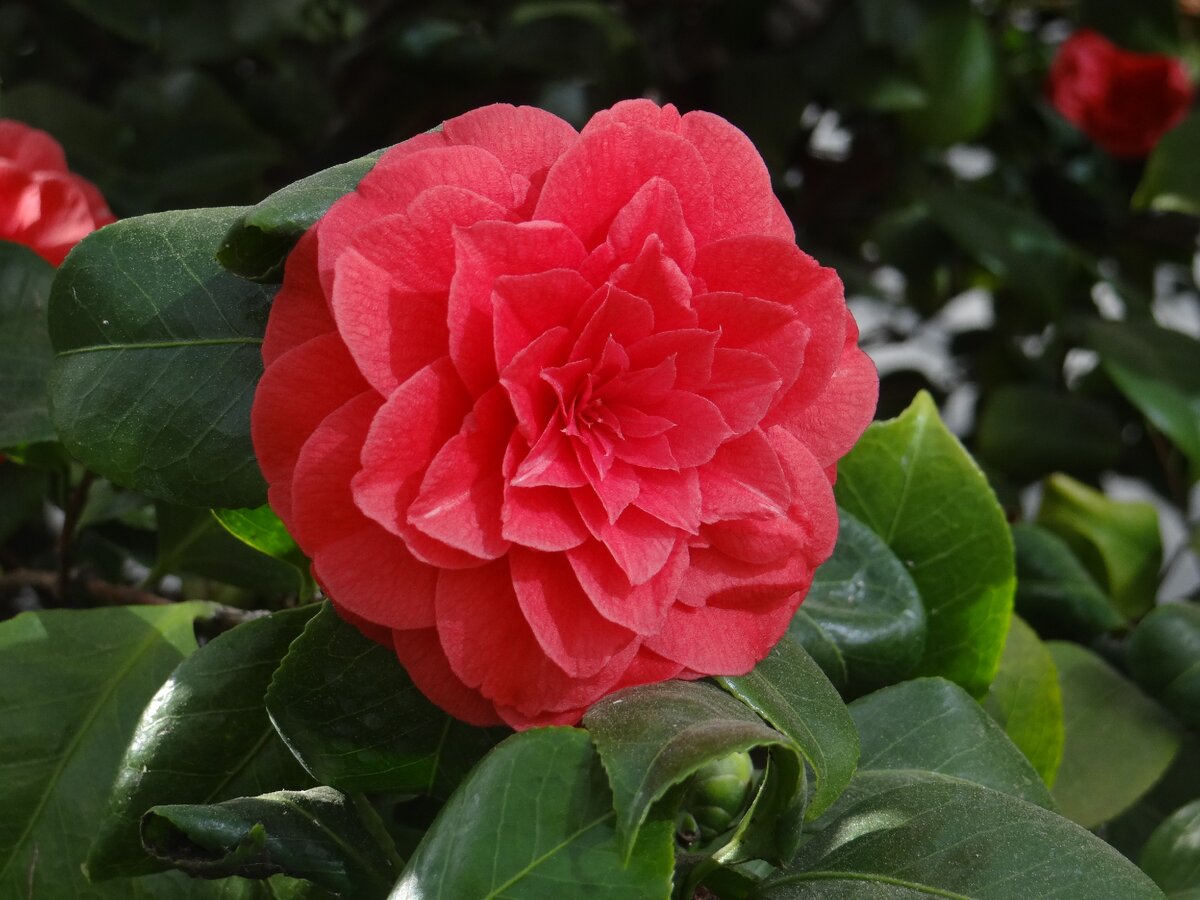 © Красная камелия