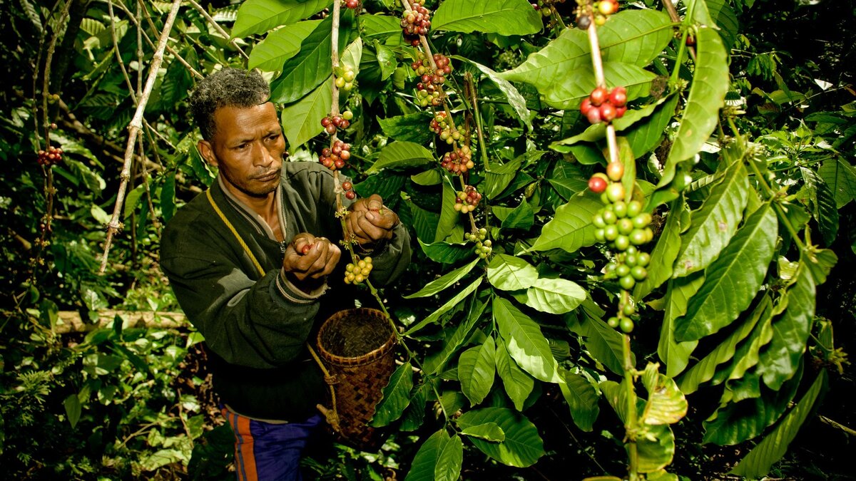 Кофейное дерево и человек, собирающий зёрна