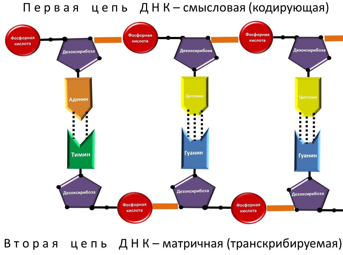 тест на измену жены по днк фото 49