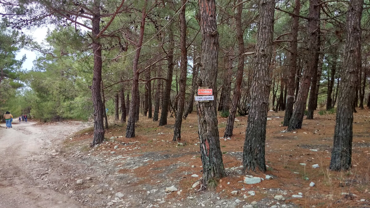 Camping pinewood 2 на русском