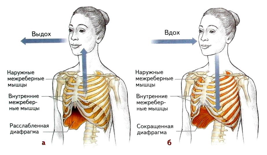 Боль при кашле - Общие сведения, Причины возникновения. Томск