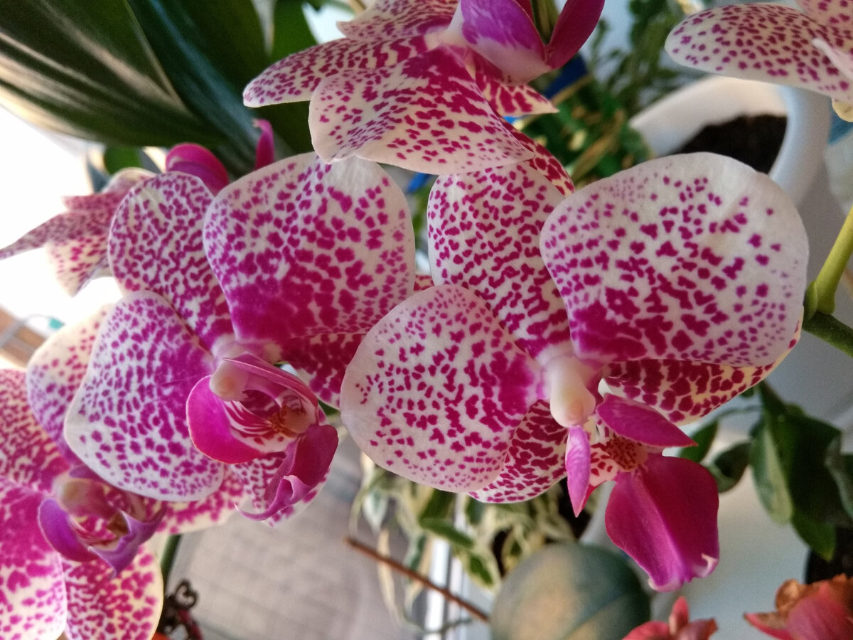 7 причин, по которым орхидея не цветет