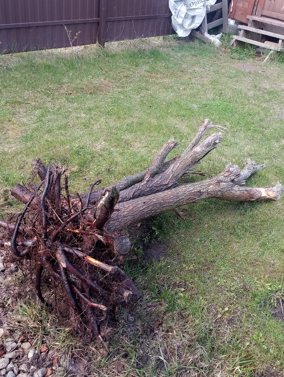 Корень от ивы