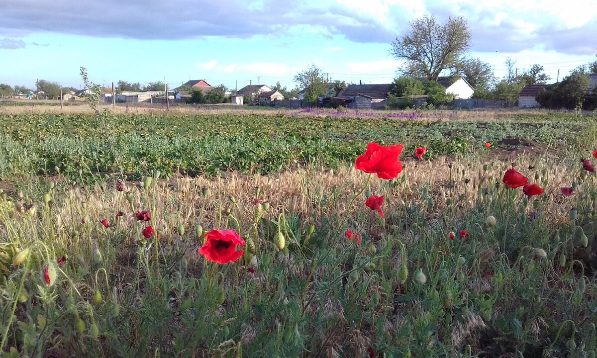 Село Семисотка.