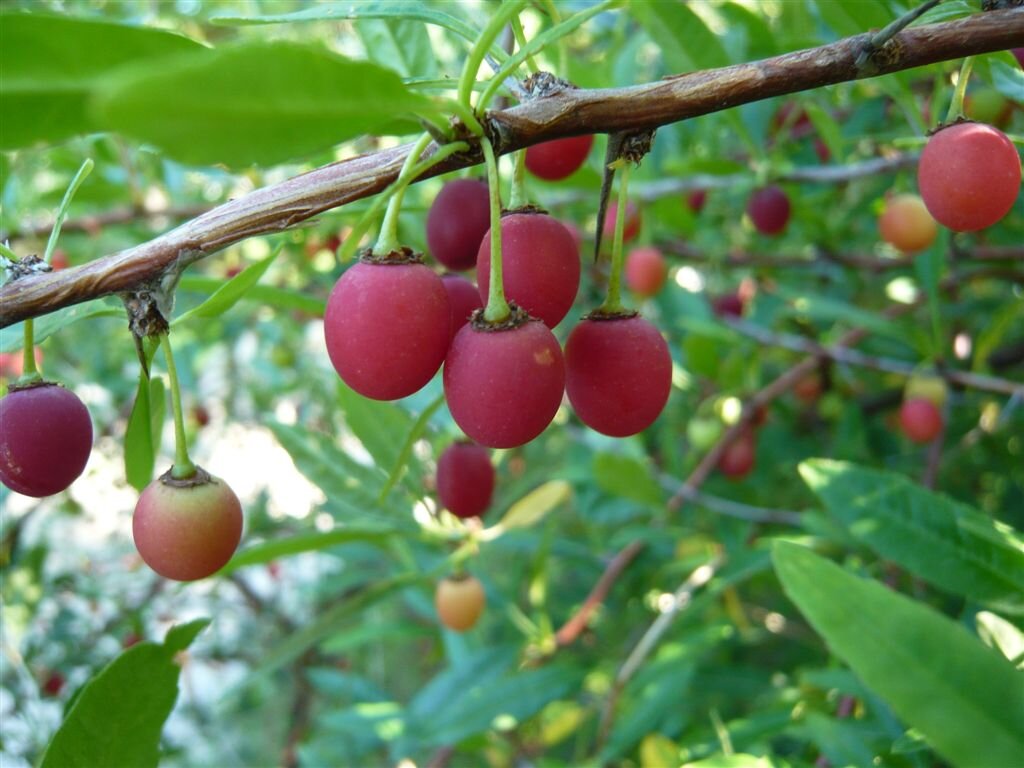 плоскосемянник, или вишня колючая