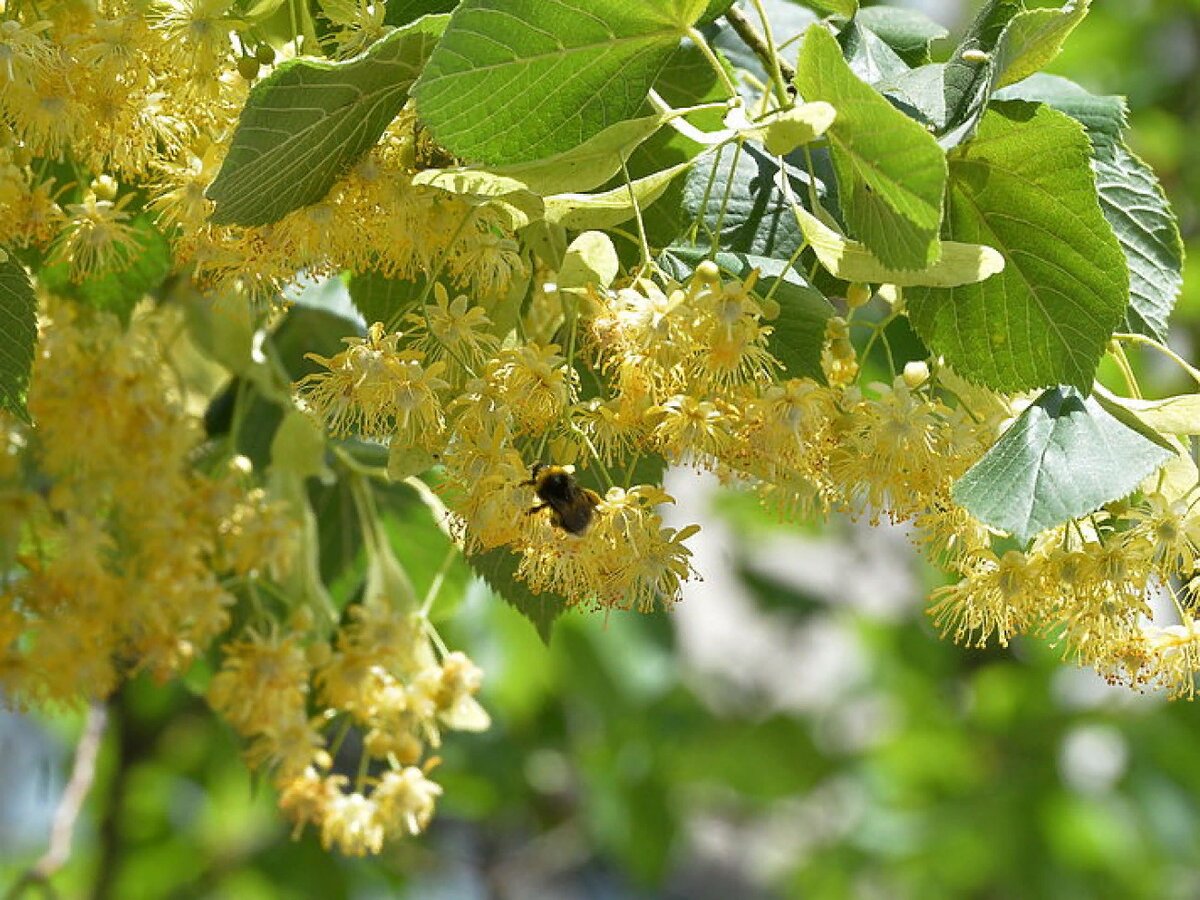 Цветущая липа (фото из интернета)