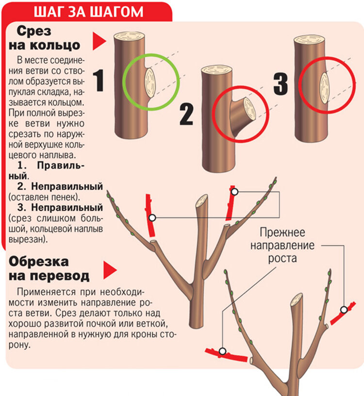 Характеристики Вишни Ровесница