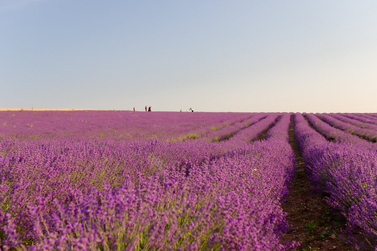 Лаванда розовая фото