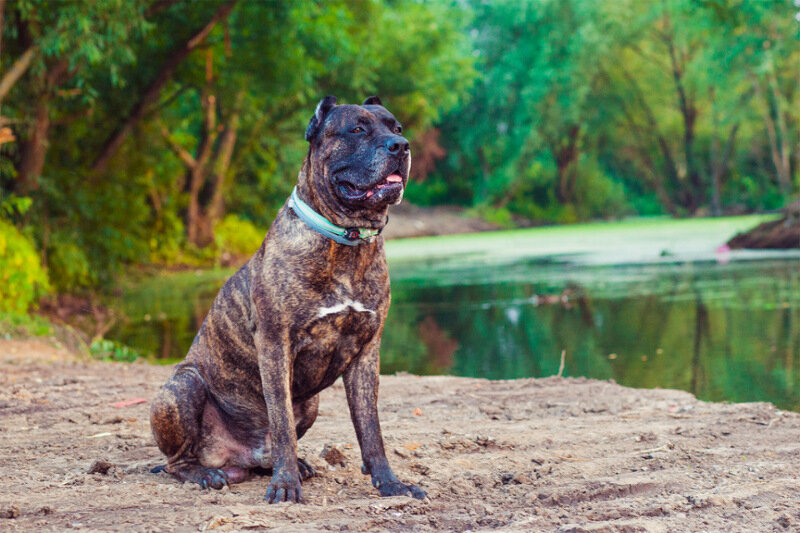 в 2011 году 2 собаки этой породы загрызли мужчину ни гдето а в центре сан-франсиско 