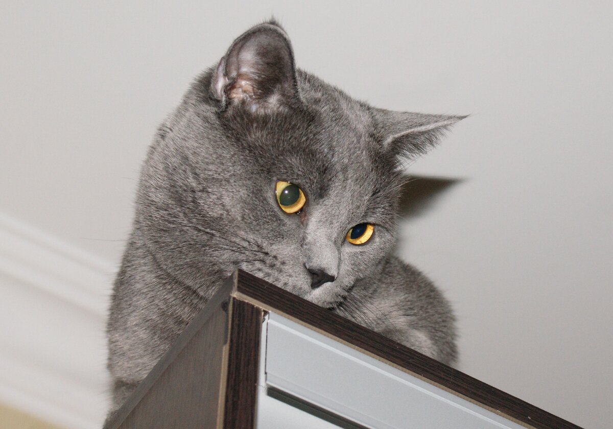 Включи серых котиков. Чучело серого кота. Косой серый кот. Серый кот Мем.