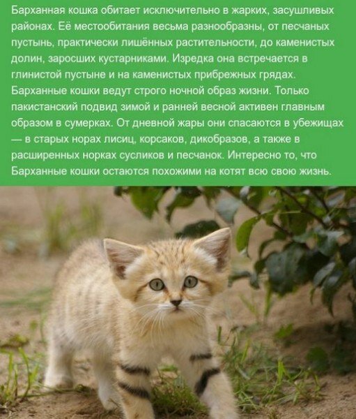 Источник: информация из ВК