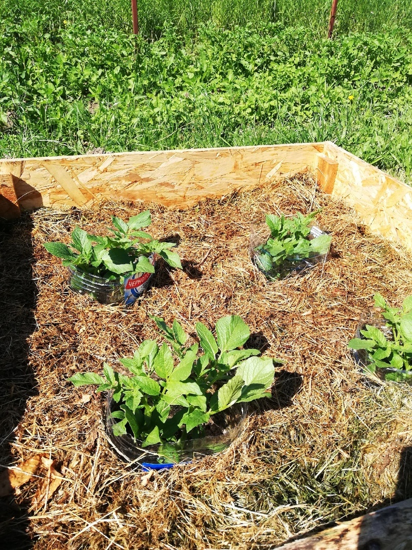 Середина июня