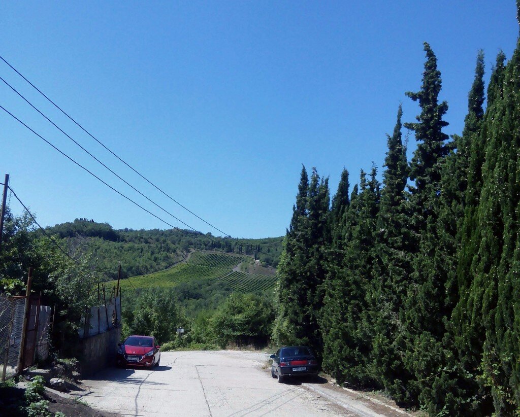 Кипарисы и виноградники - привычный пейзаж для южного берега Крыма 