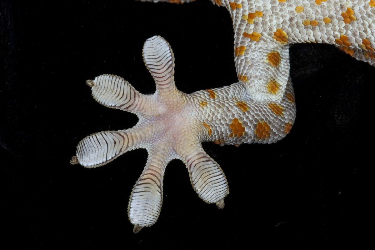 лапка геккона