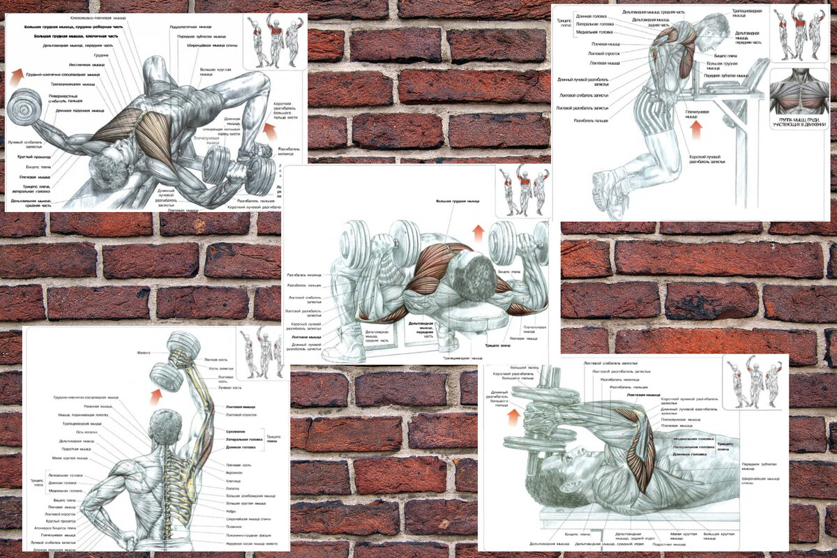 Схемы взяты из учебника "Анатомия силовых упражнений". Автор Ф. Дэлавье
