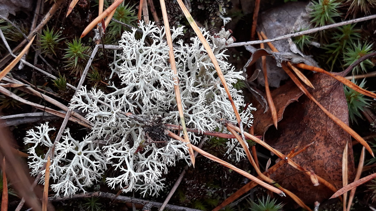 Эверния сливовая. Кладония ягель. Кладония ягель. Кустистый ягель. Ягель виды.