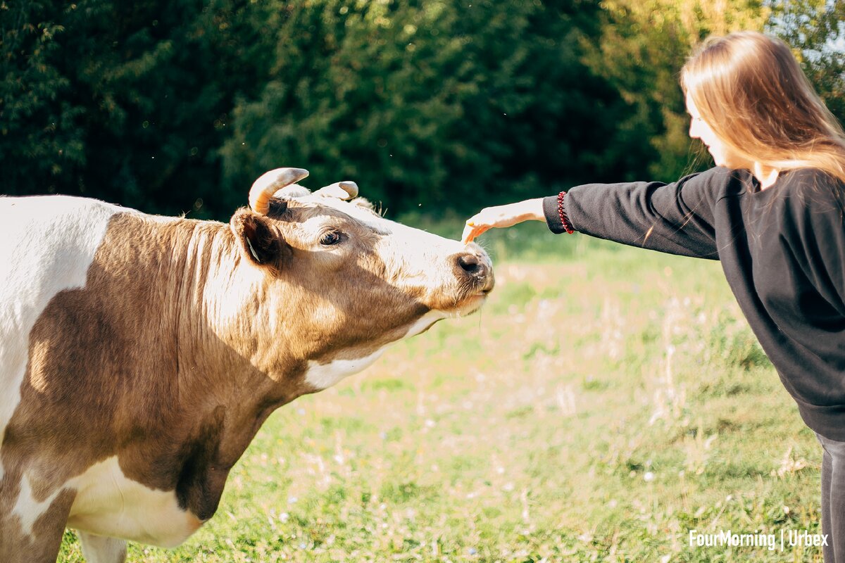 По пути к школе встретили корову 