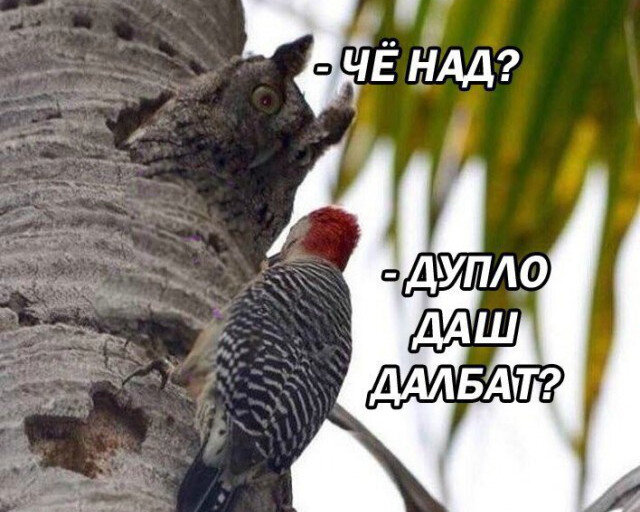 В активном поиске запасного дупла!