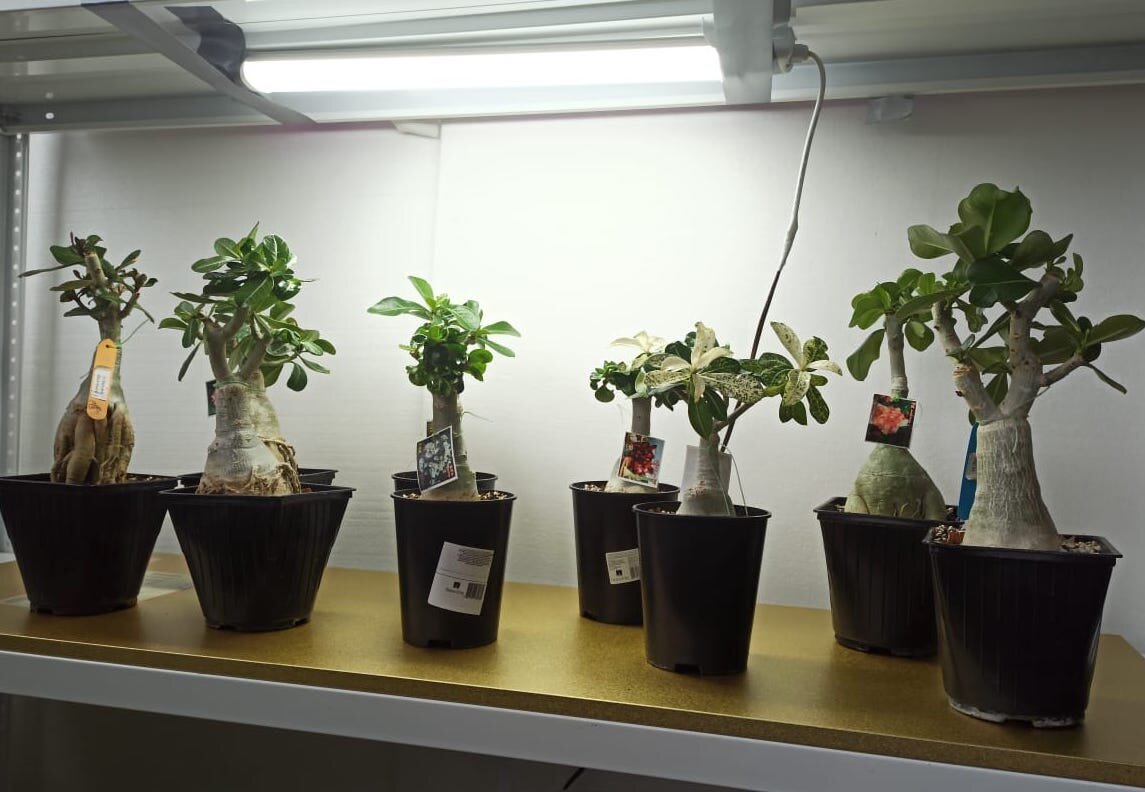 Подогрев грунта в цветочных горшках панелями Хотпанел