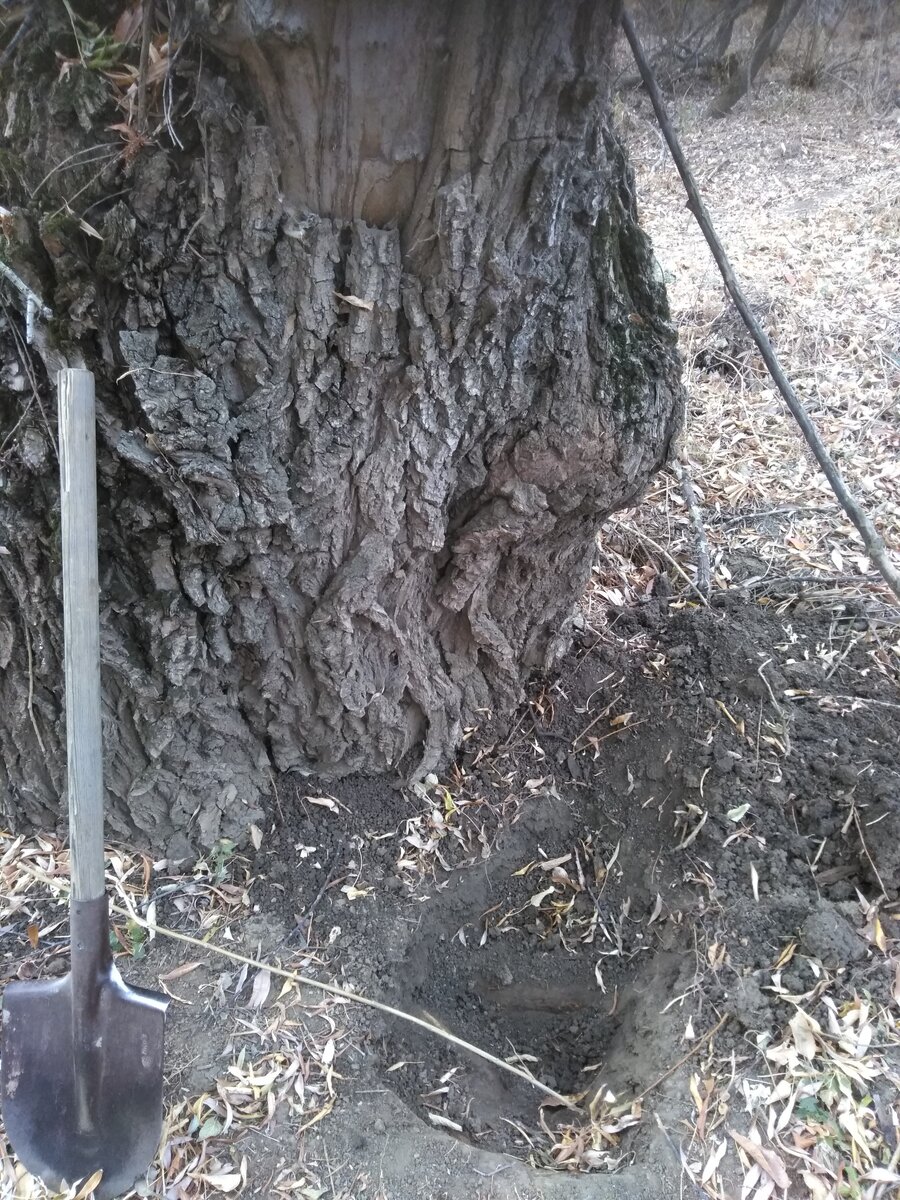 Ствол очень толстый, дерево просто необхватное и видимо очень старое.